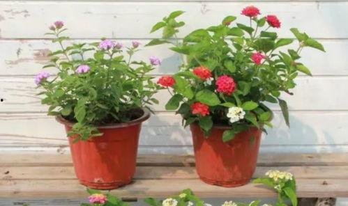 太原二虎爆料最新消息视频  第3张