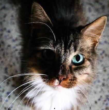 娱乐吃瓜酱三花猫的魅力,娱乐吃瓜酱的喵星人风采  第3张