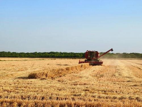 麦田 在线观看,在线观看，探寻心灵的田野之旅